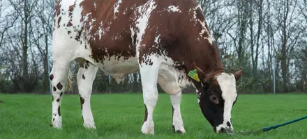 VR Vesty Stemning 38290 Forside