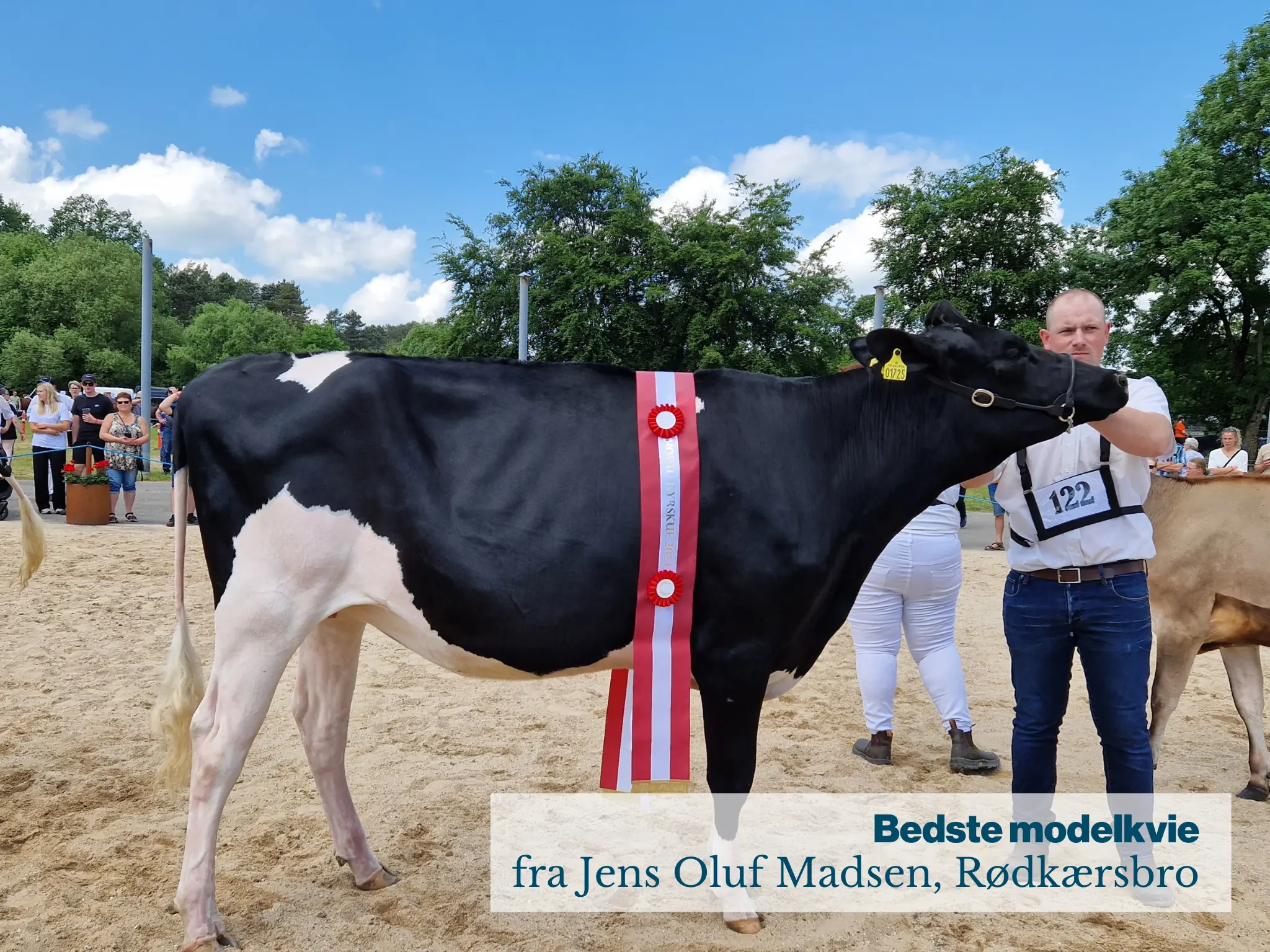 Bedste Modelkvie Fra Jens Oluf Madsen, Rødkærsbro