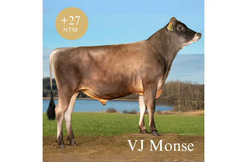 VJ Monse