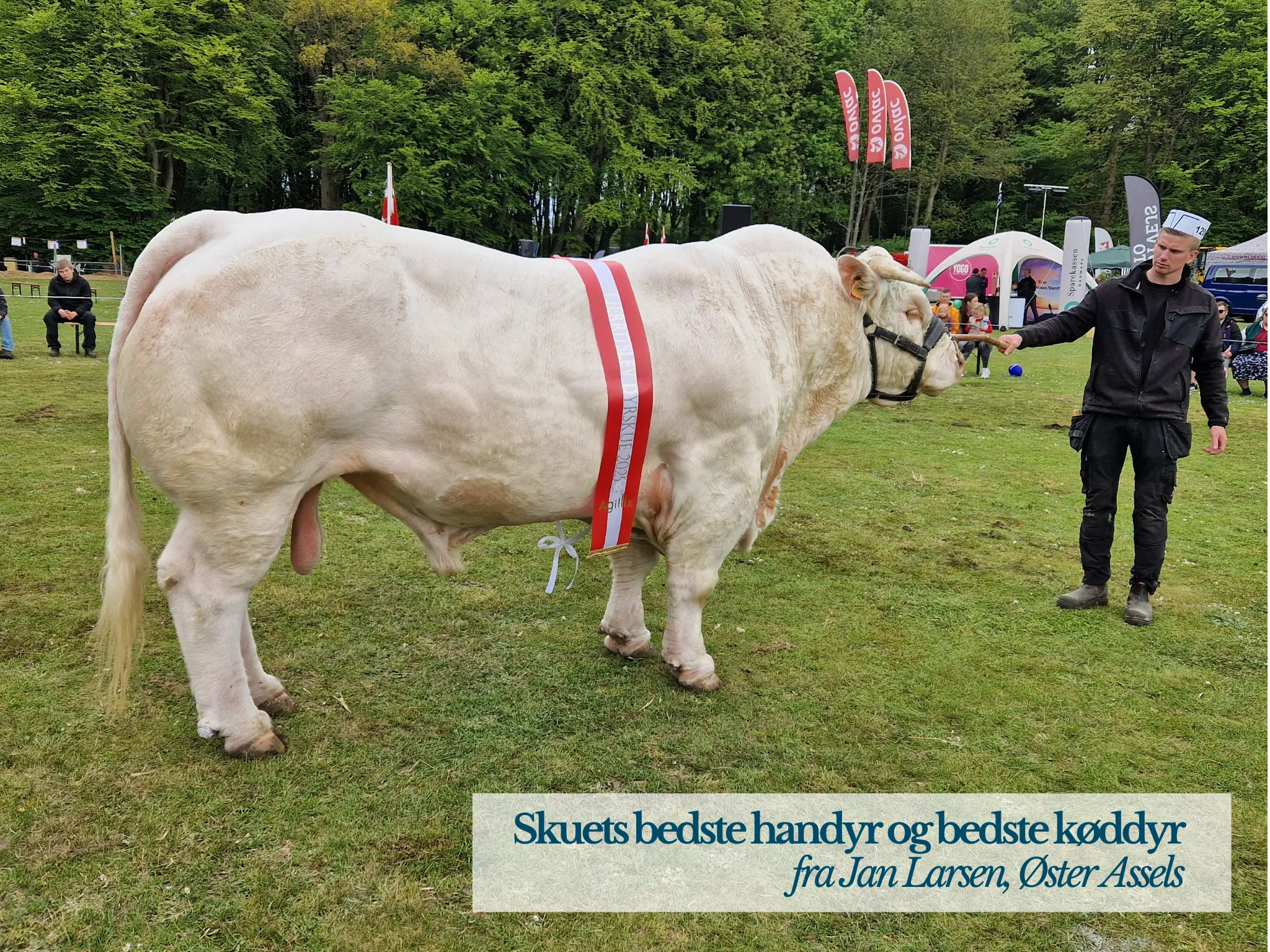 Skuets Bedste Handyr Og Bedste Køddyr