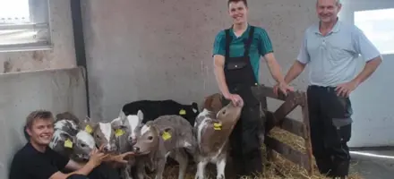 Kalvene Fra De Fem Køer, Der Alle Fik Tvillinger