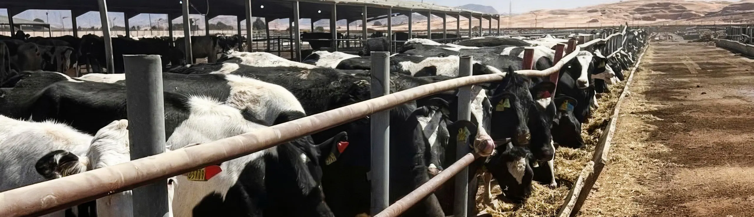 Viking Livestock Kvier I Jordan