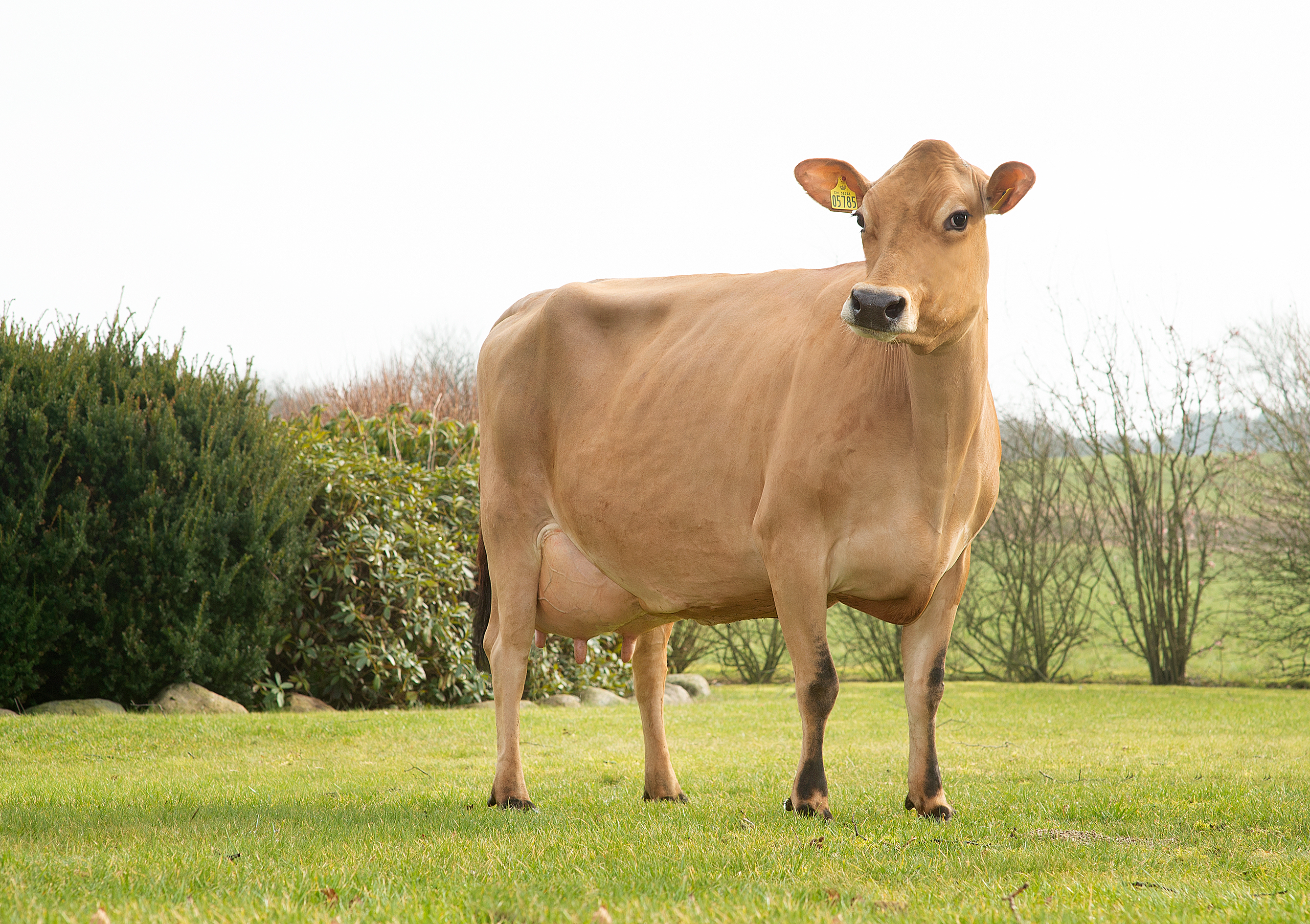 VJ Hiwe Daughter No 31261 5785 From IS Fuglsang Aars