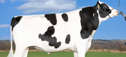 VH Monty P (Milford P) Forside