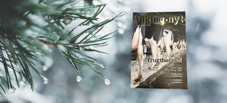 Vikingnyt Forsiden På Granbaggrund