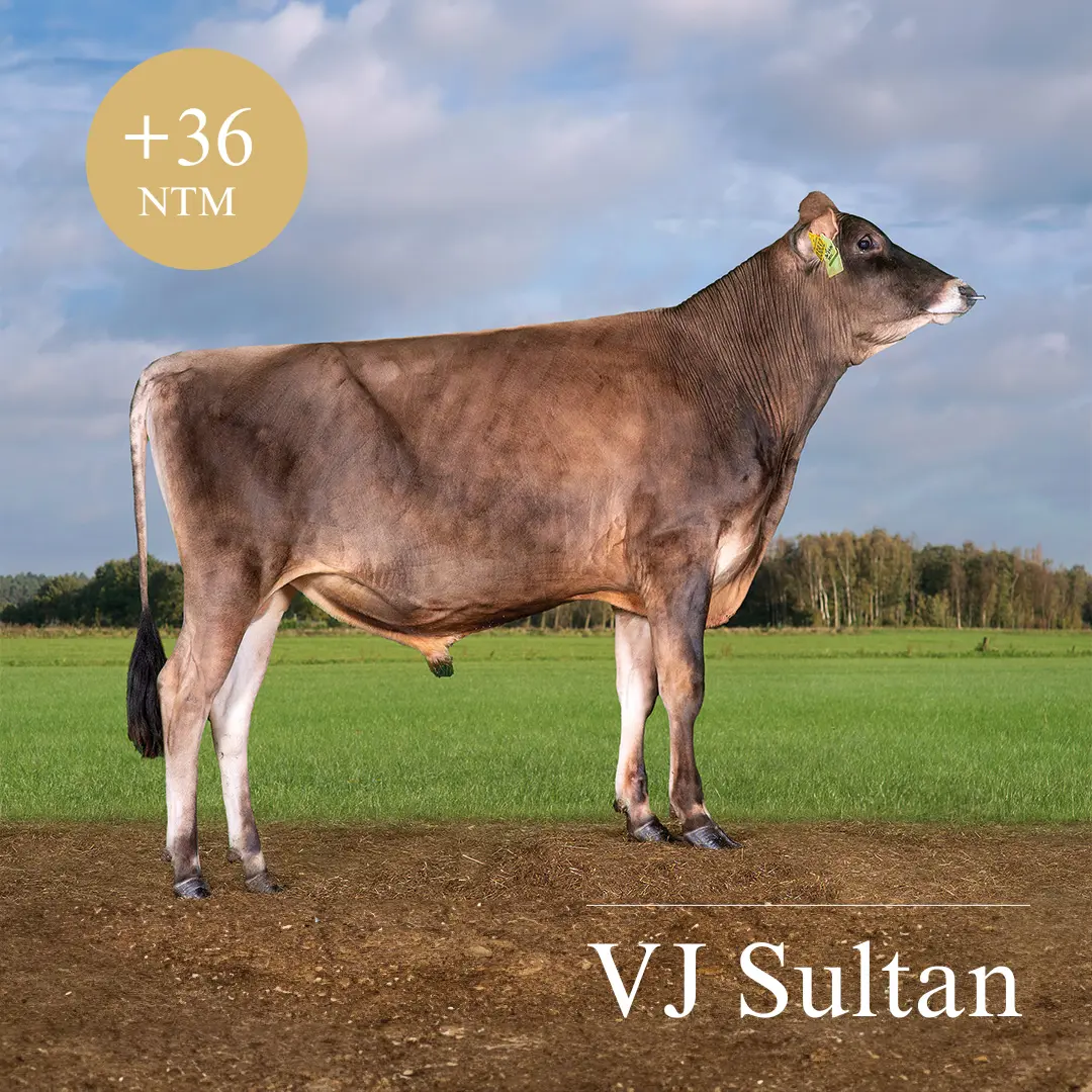 VJ Sultan