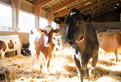 En Holsteingko Og En Rød Holsteinko