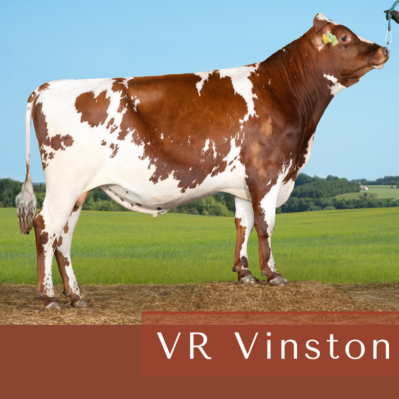 VR Vinston (1)