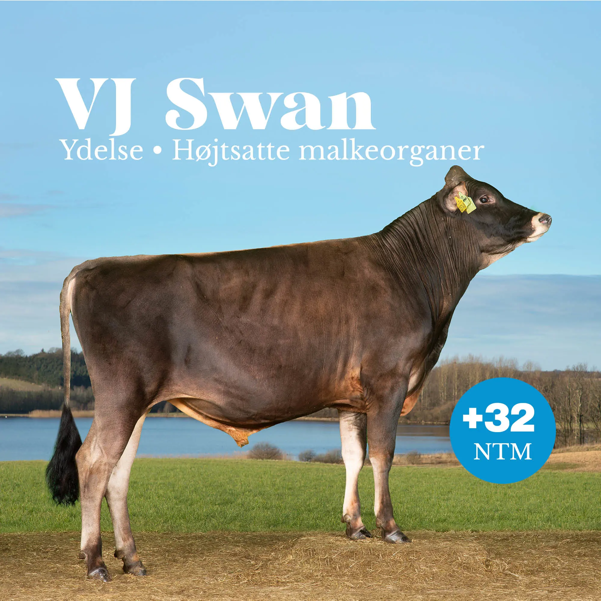 VJ Swan +32 NTM