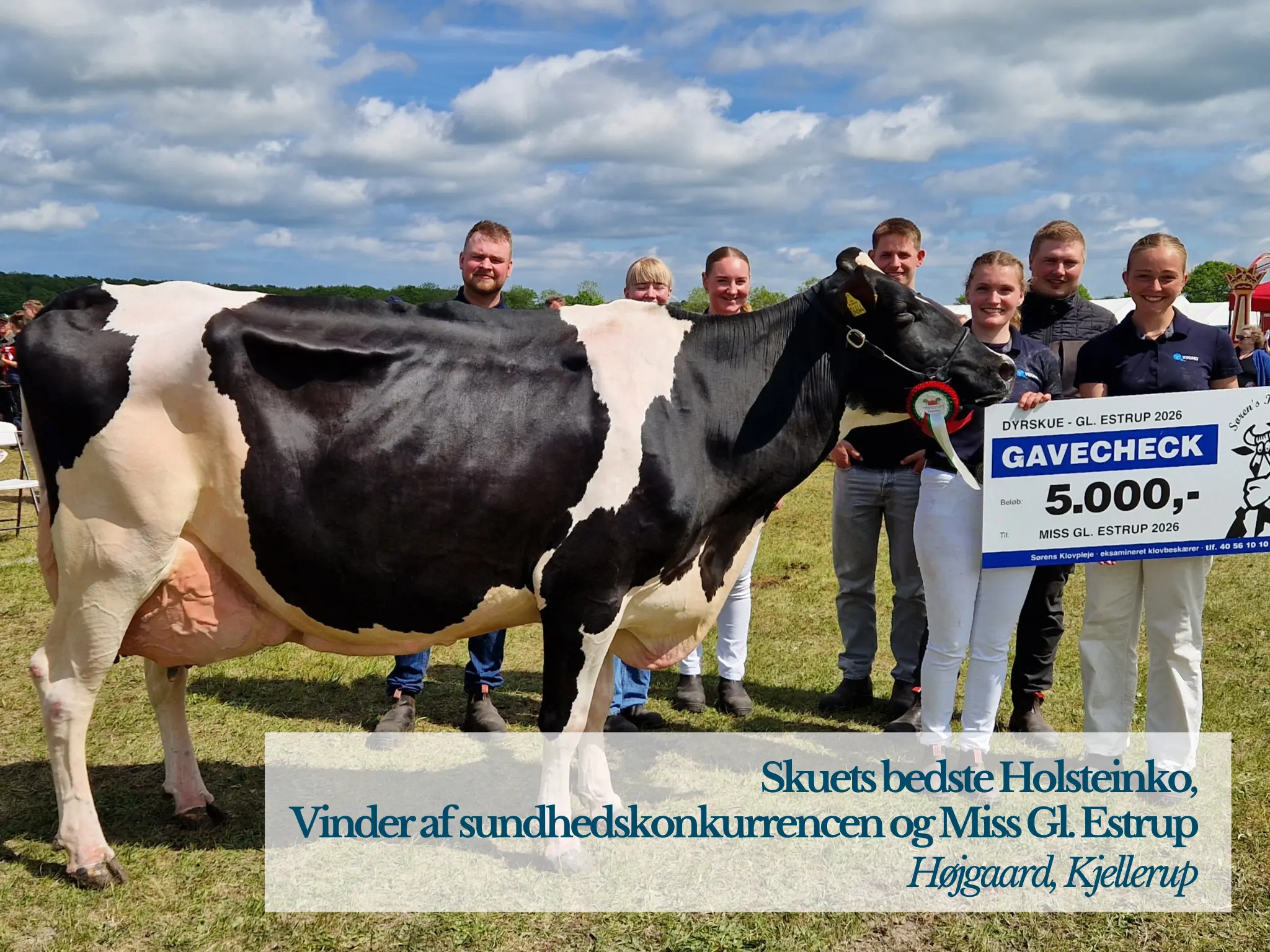 Skuets Bedste Holsteinko Vinder Af Sundhedskonkurrencen Og Miss Gl. Estrup