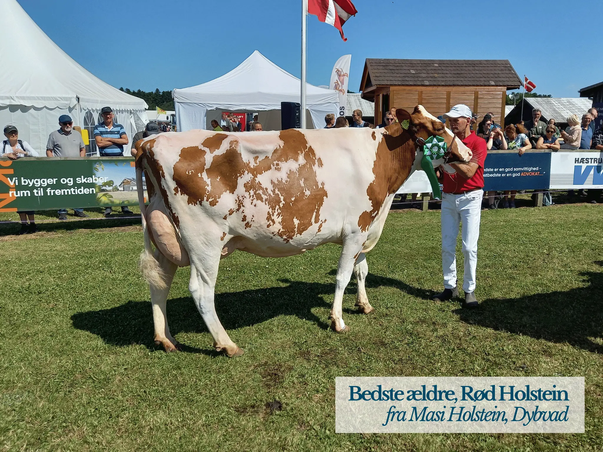 Bedste Ældre Rød Holstein, Hjørring Dyrskue