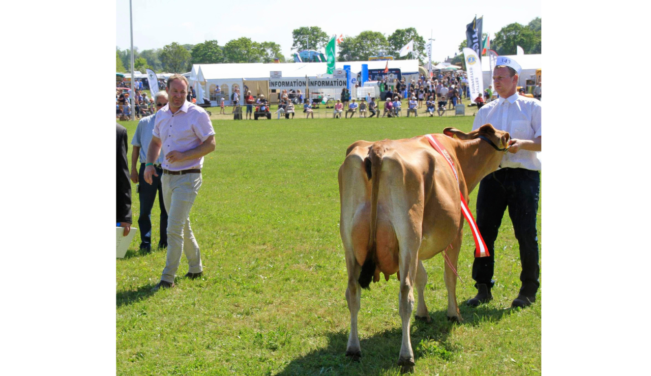 Bedømmelse Af Jersey På Gl. Estrup Dyrskue (1)
