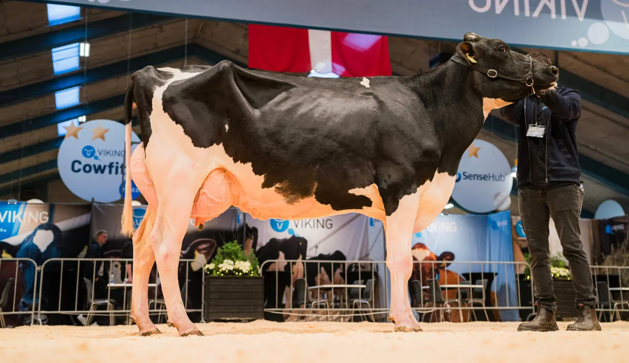 VH Baboon Datter Fra Henrik Graversen, Juelsminde