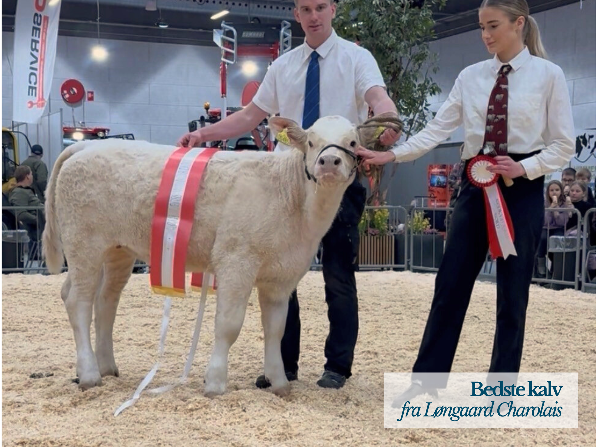 Bedste Kalv Kødkvægskuet 2026