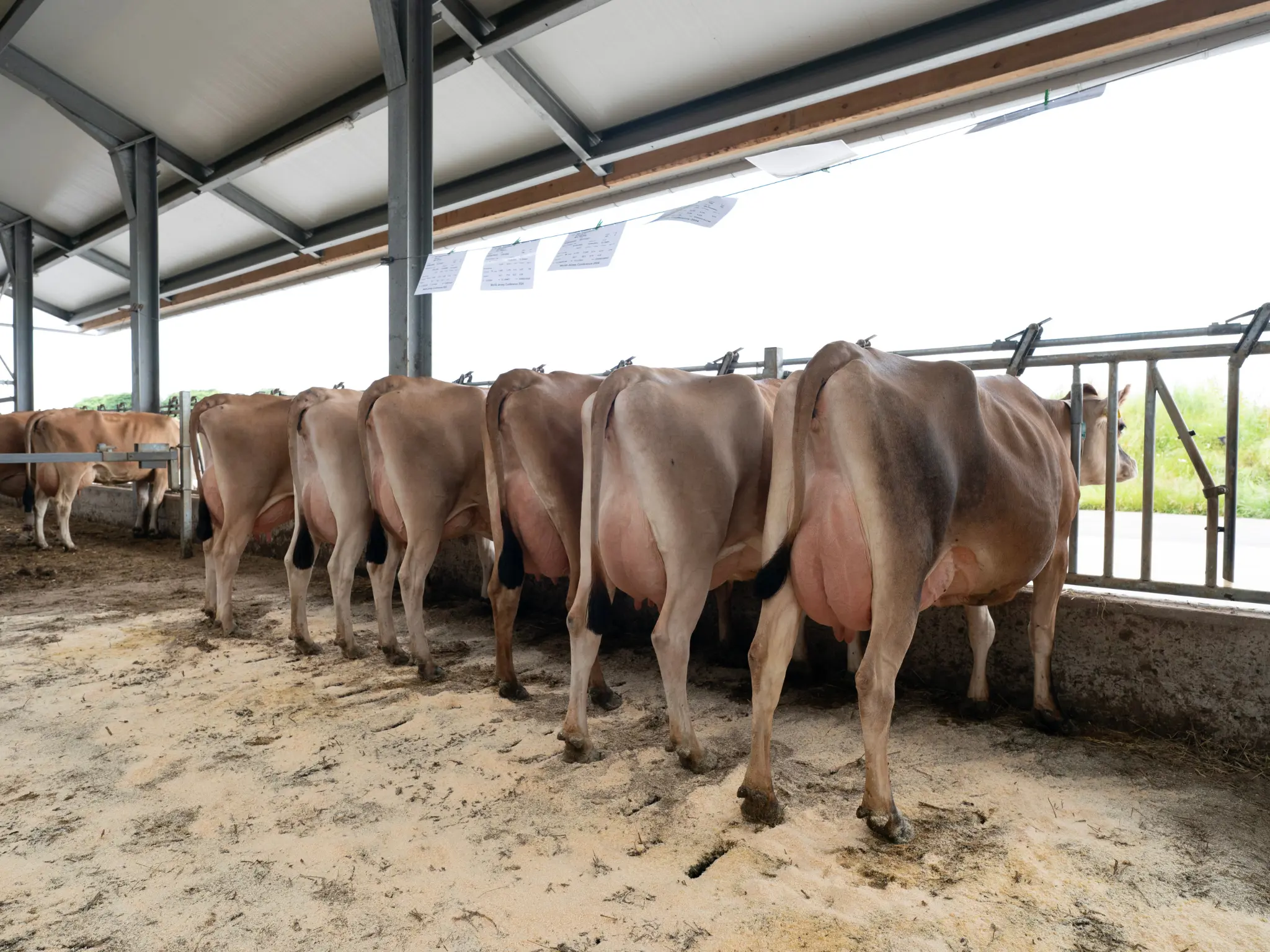 Jersey Verdenskongres 7