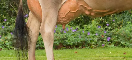 Klovsundhedsraadgivning 1 Tilrettet