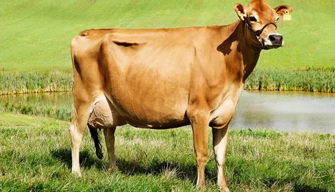 Vj Libero Daughter1 No 26341 1773 From Jørn Mikkelsen Hinnerup Scenic2 Vn Srgb Web (1)