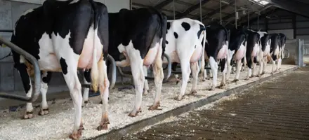 Rækken Med 9 Dyr Til Fotoshoot Hos Spangsberg IS