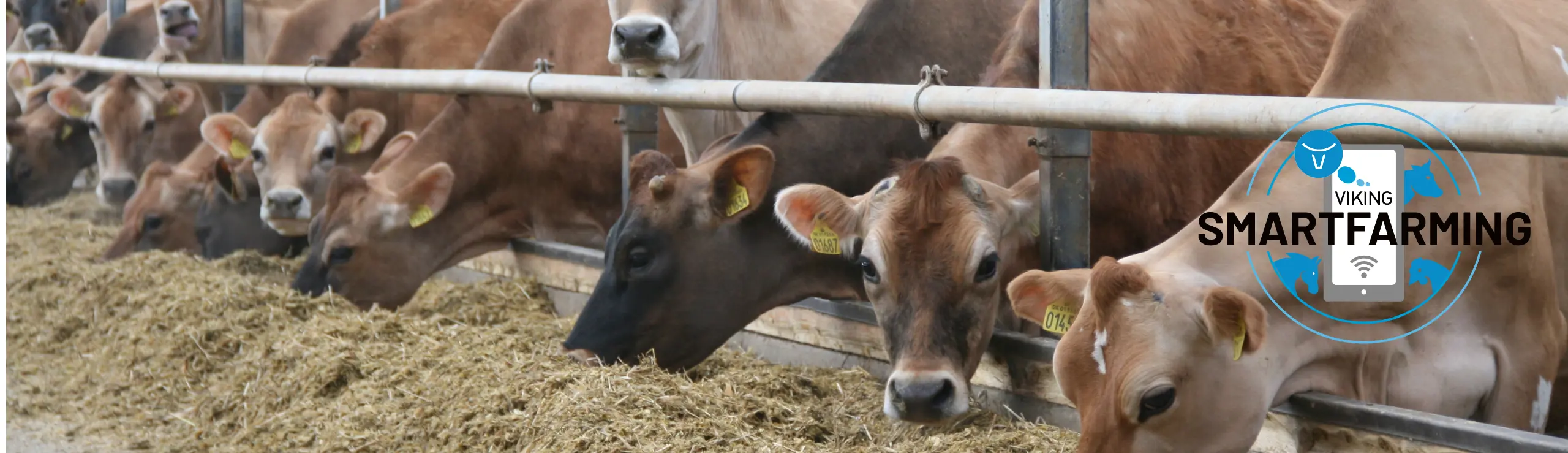 Jersey Køer Der Spiser (1)