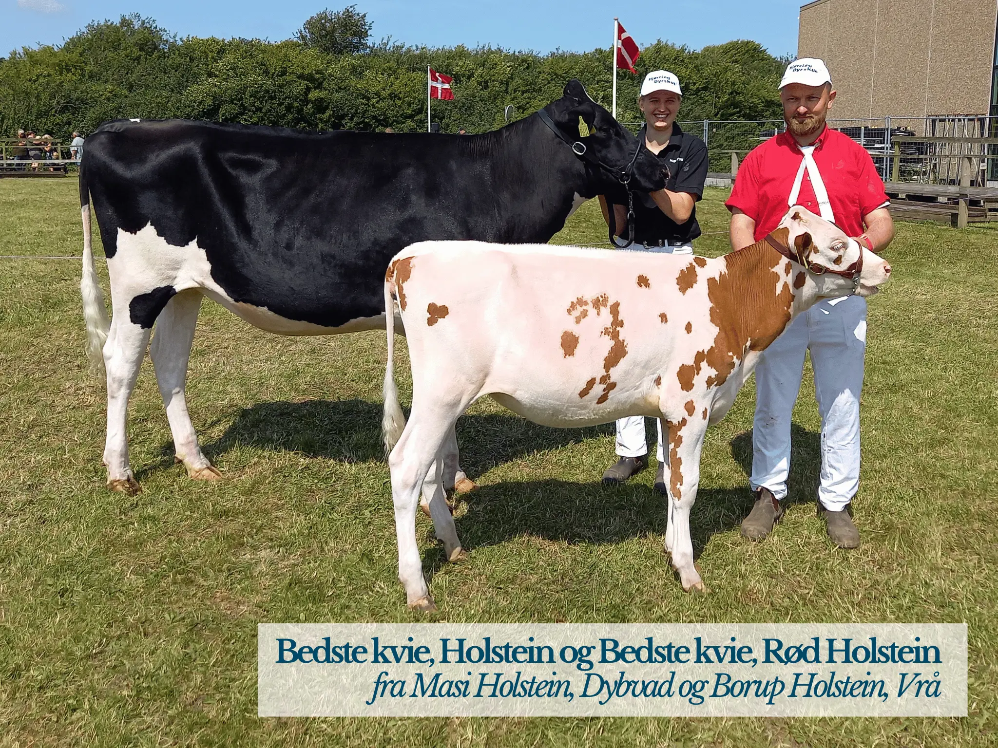 Bedste Kvie Holstein Og Rød Holstein, Hjørring Dyrskue