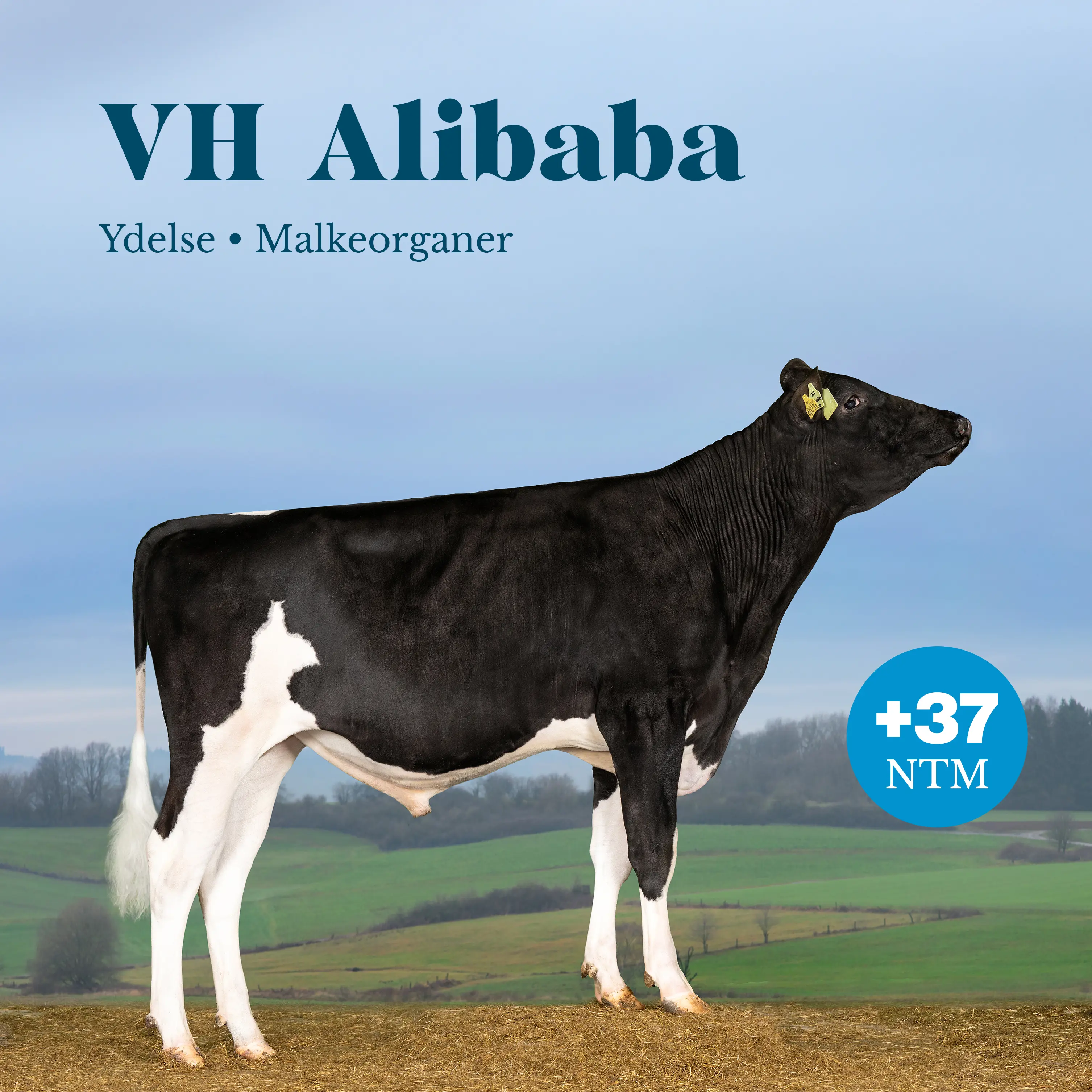 VH Alibaba +37 NTM