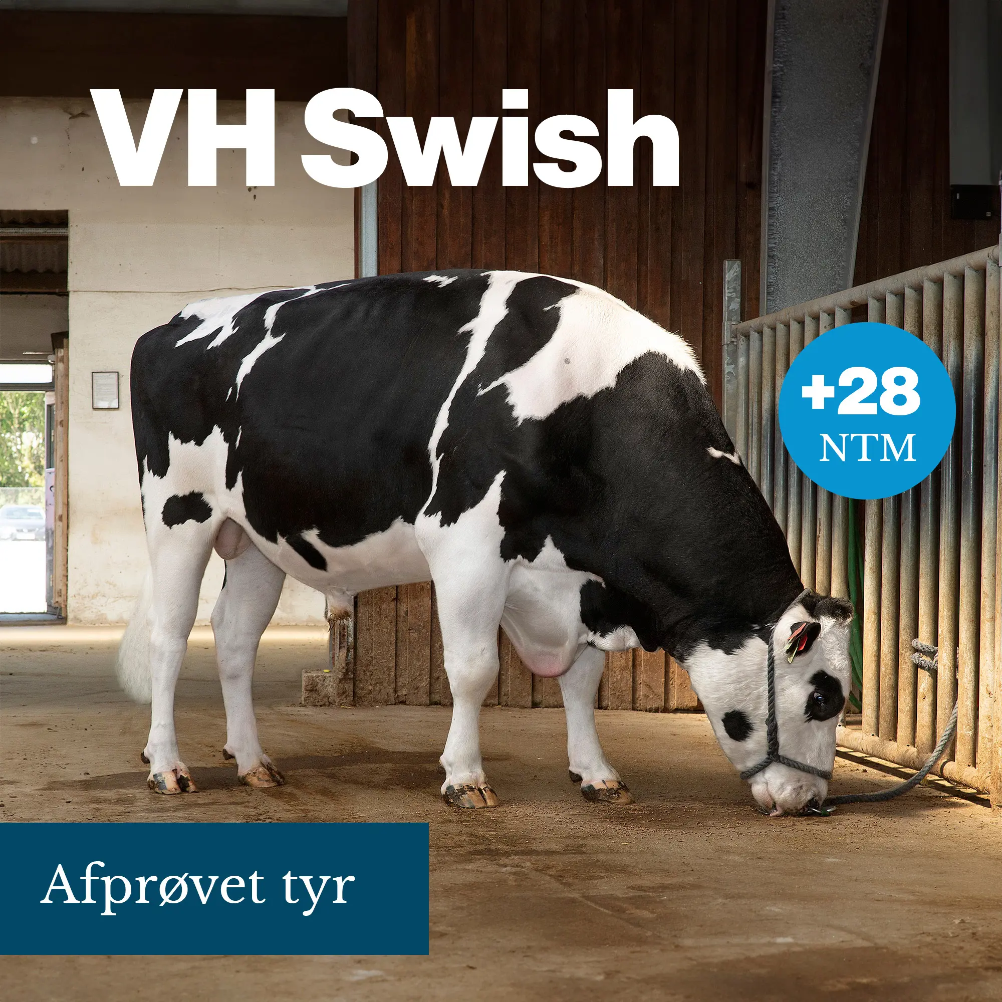 VH Swish