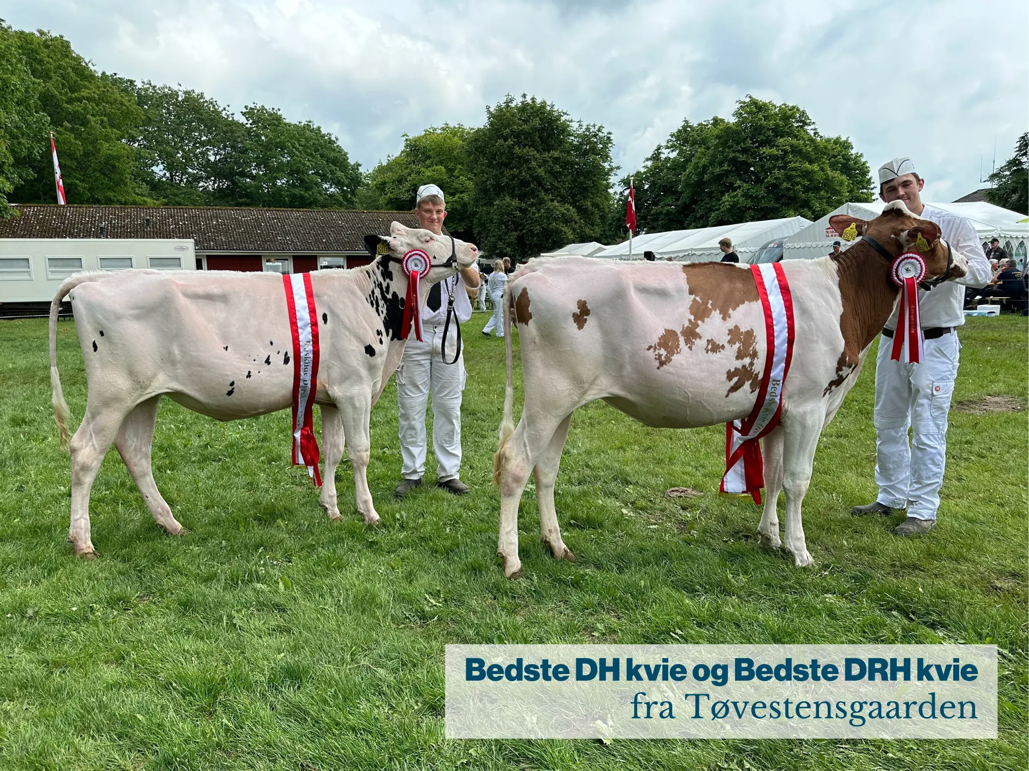 Bedste DH Kvie Og Bedste DRH Kvie Fra Tøvestensgaarden