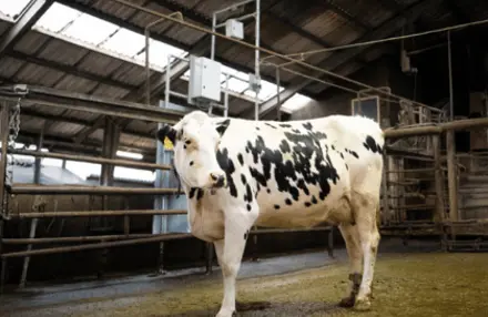 Holsteinko Ved Cowfit