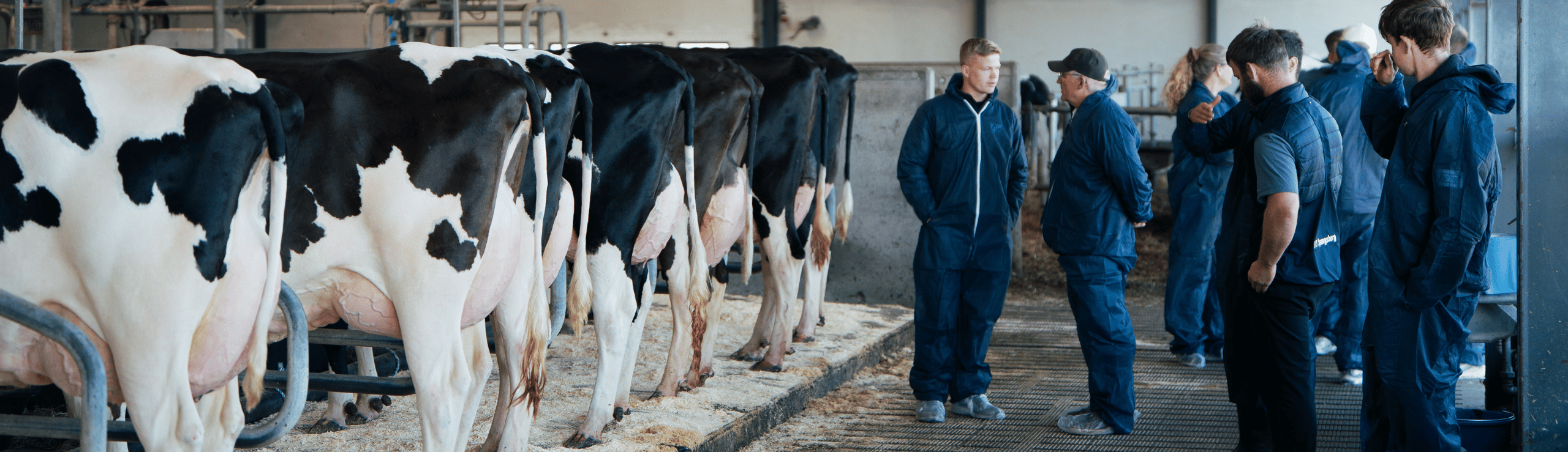 Flotte Holsteinkøer Ved Årsmødet 2025