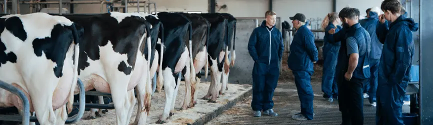 Flotte Holsteinkøer Ved Årsmødet 2025