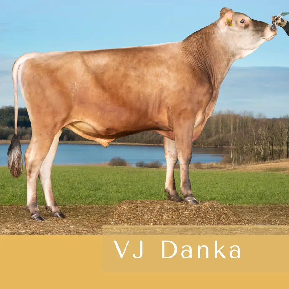 VJ Danka