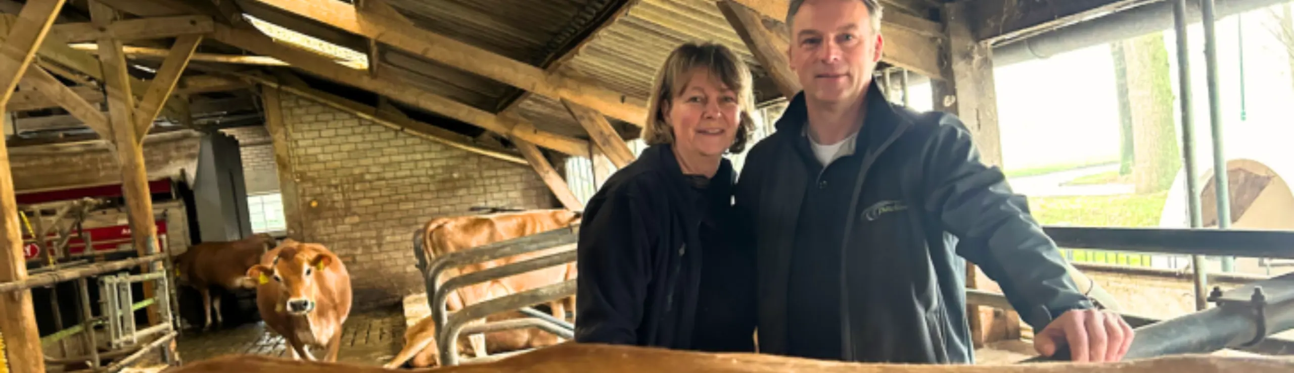 40 Jersey Cows In A Barn From 1968 That Had Stood Empty For Many Years
