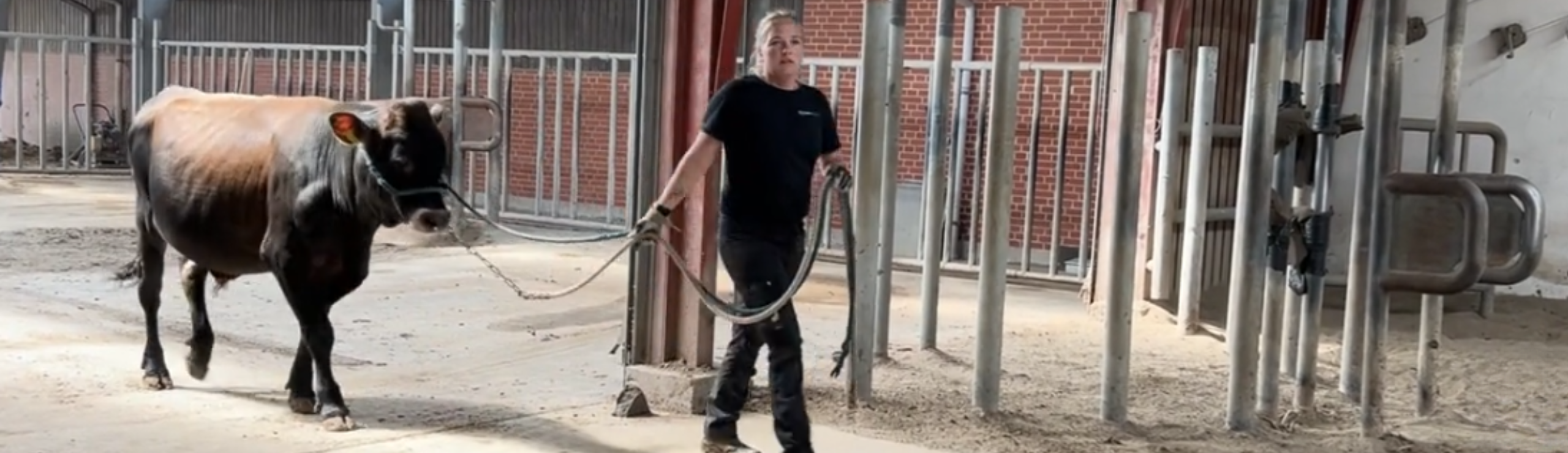 Terese Med VJ Safarip