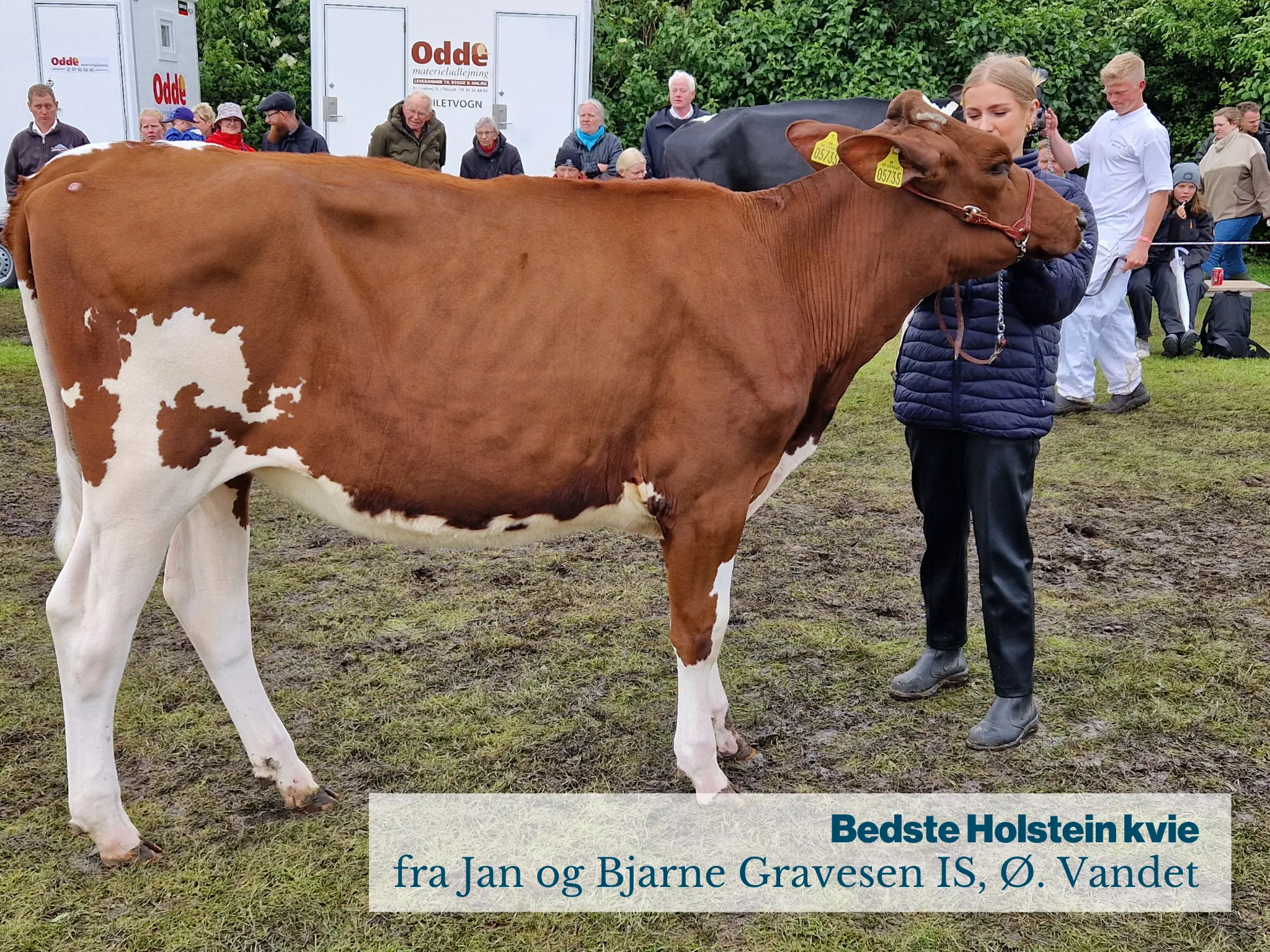 Bedste Holstein Kvie