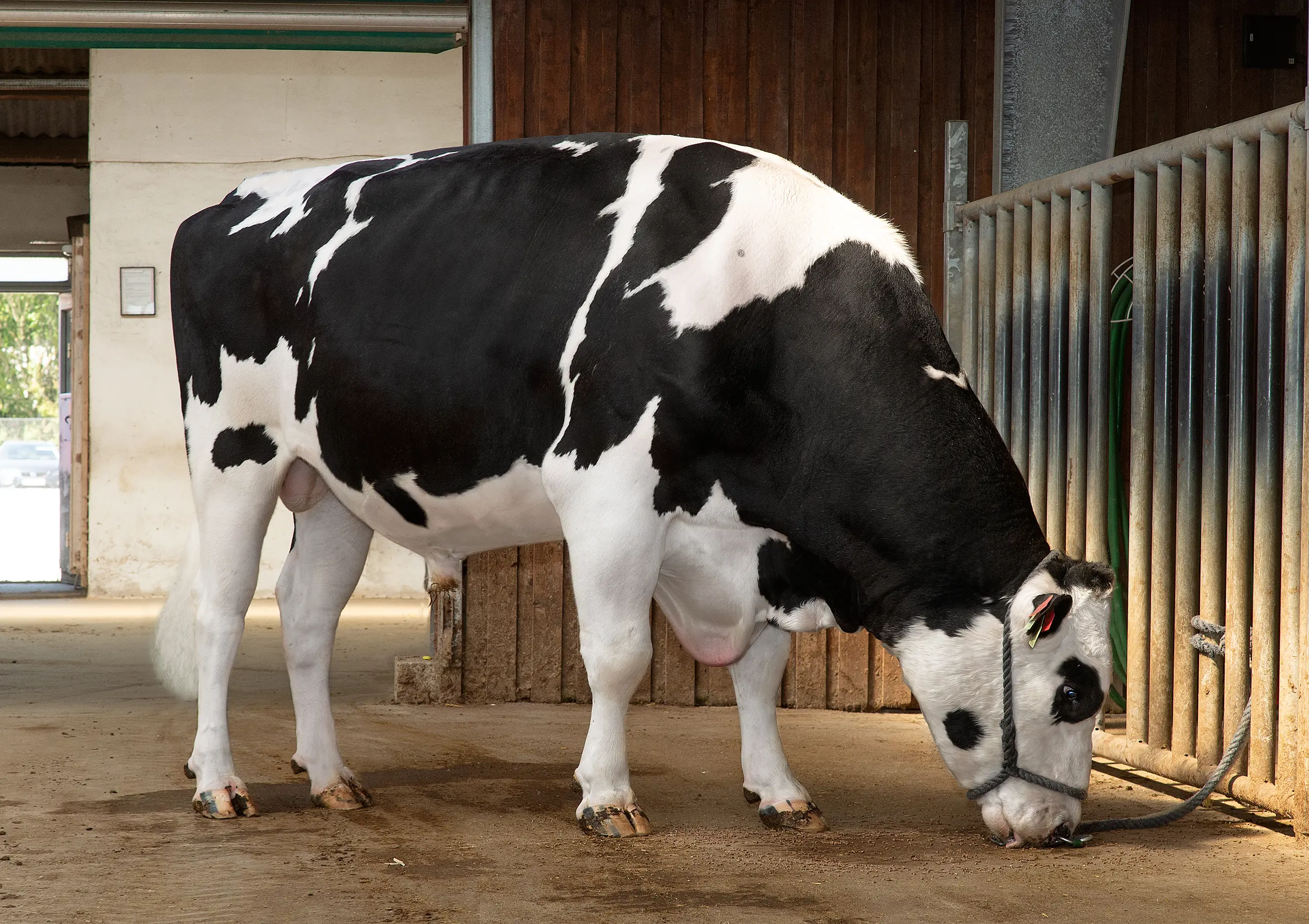 VH Swish (VH Spruce)