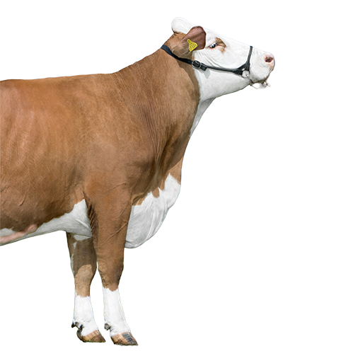 20 07 2017 DE0949517585 Wagner VIANO ©6