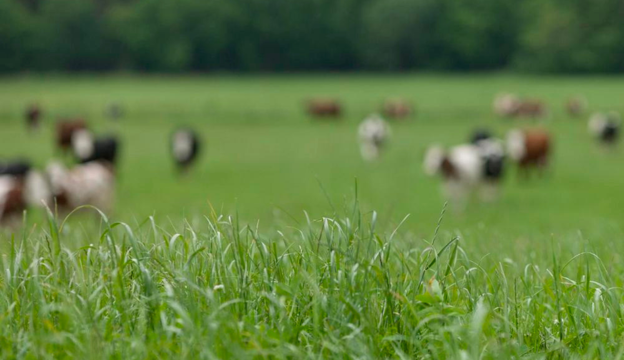 Half Hero Qarter Øko