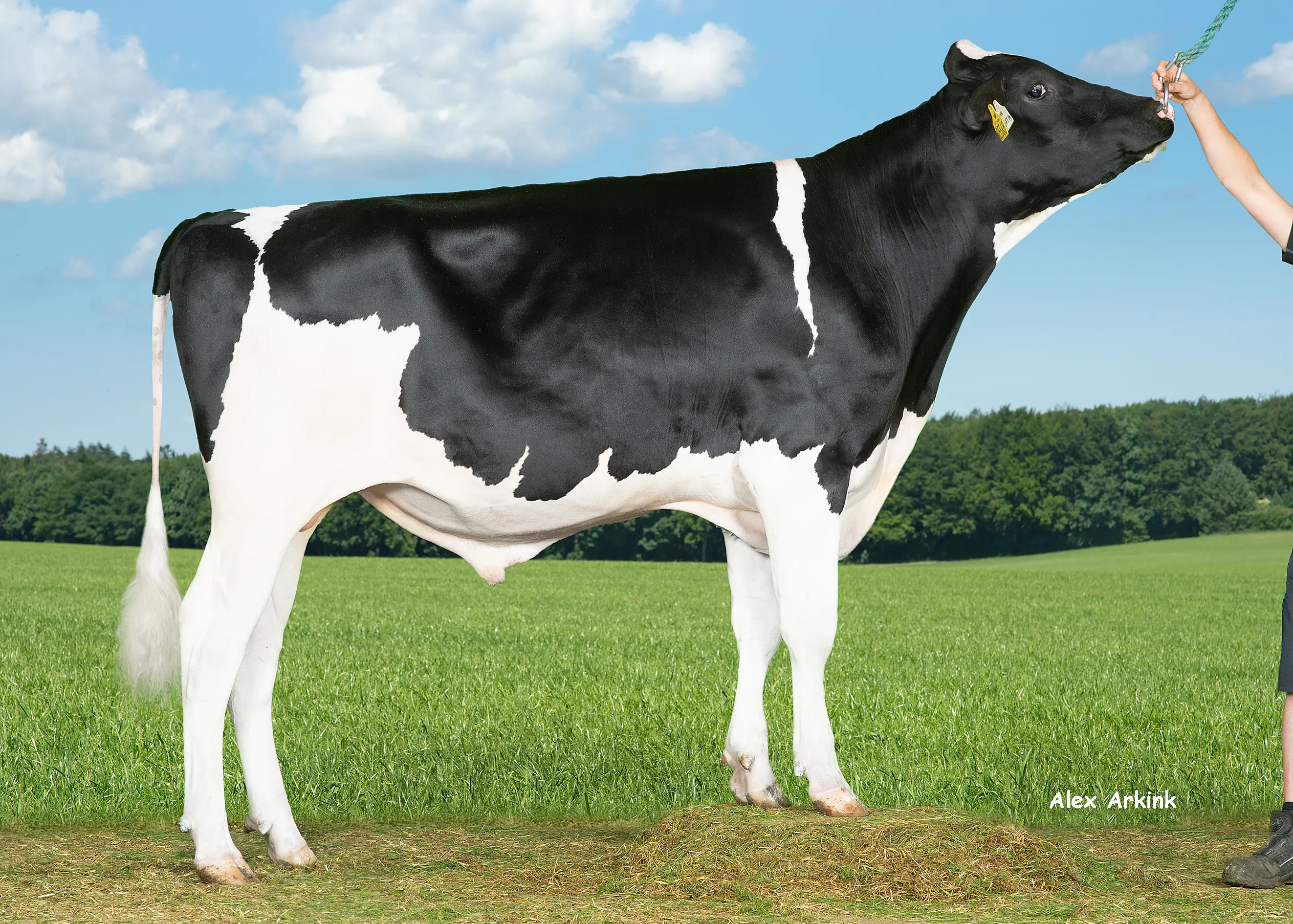 VH Heat PP (Hotspot P) 260951