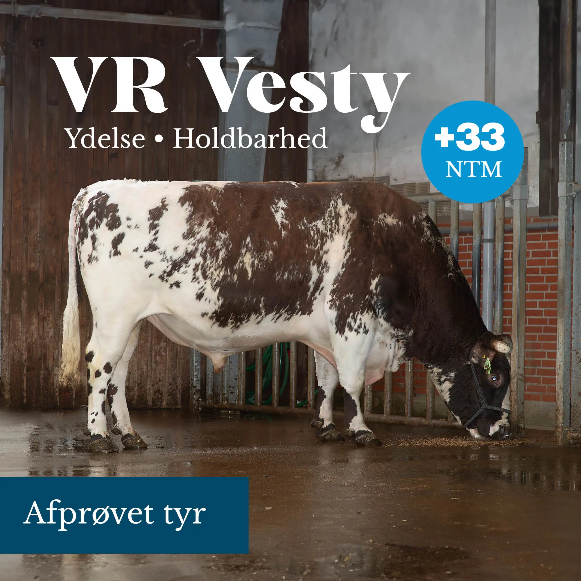 VR Vesty +33 NTM