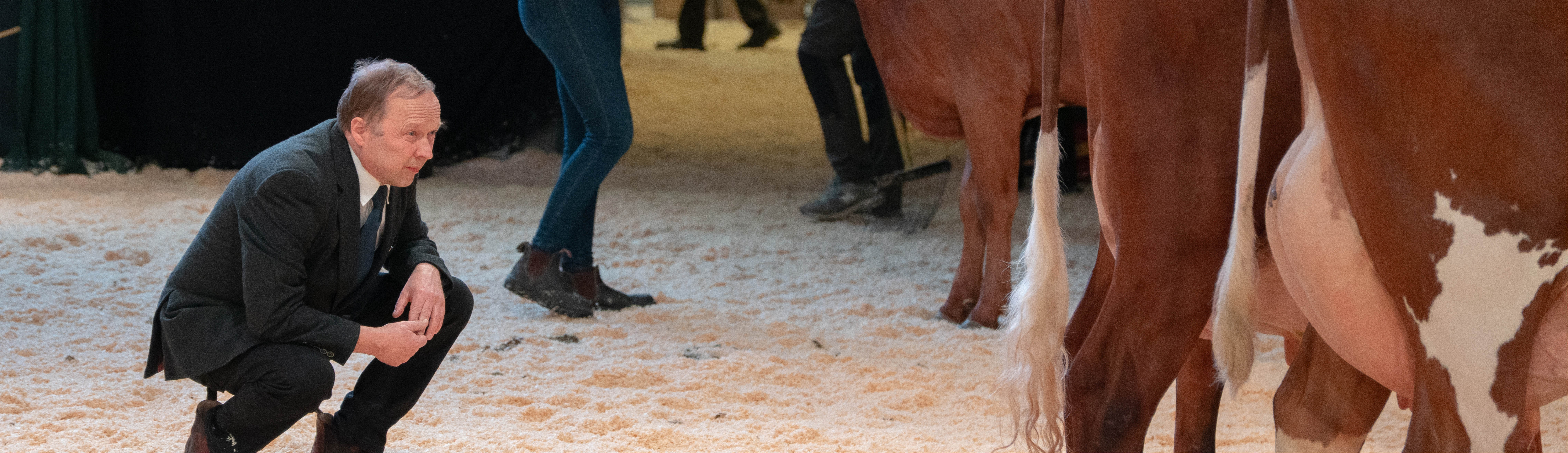 Dommer Ser På RDM Køer