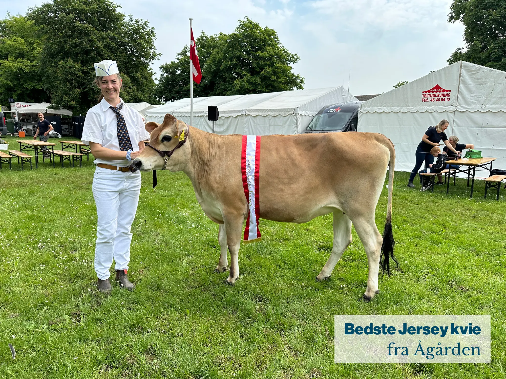 Bedste Jersey Kvie Fra Ågården .JPG