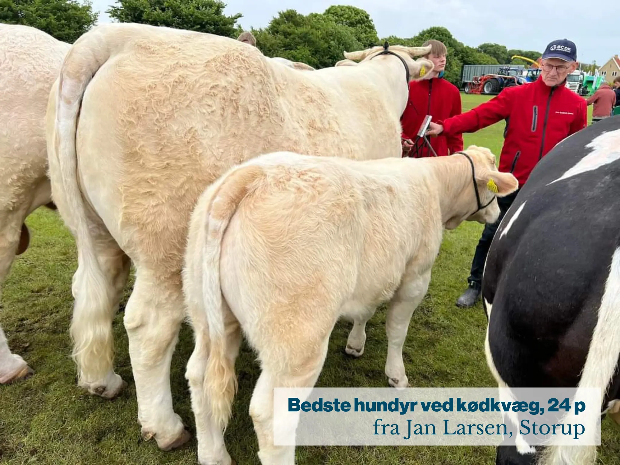 Bedste Hundyr Ved Kødkvæg