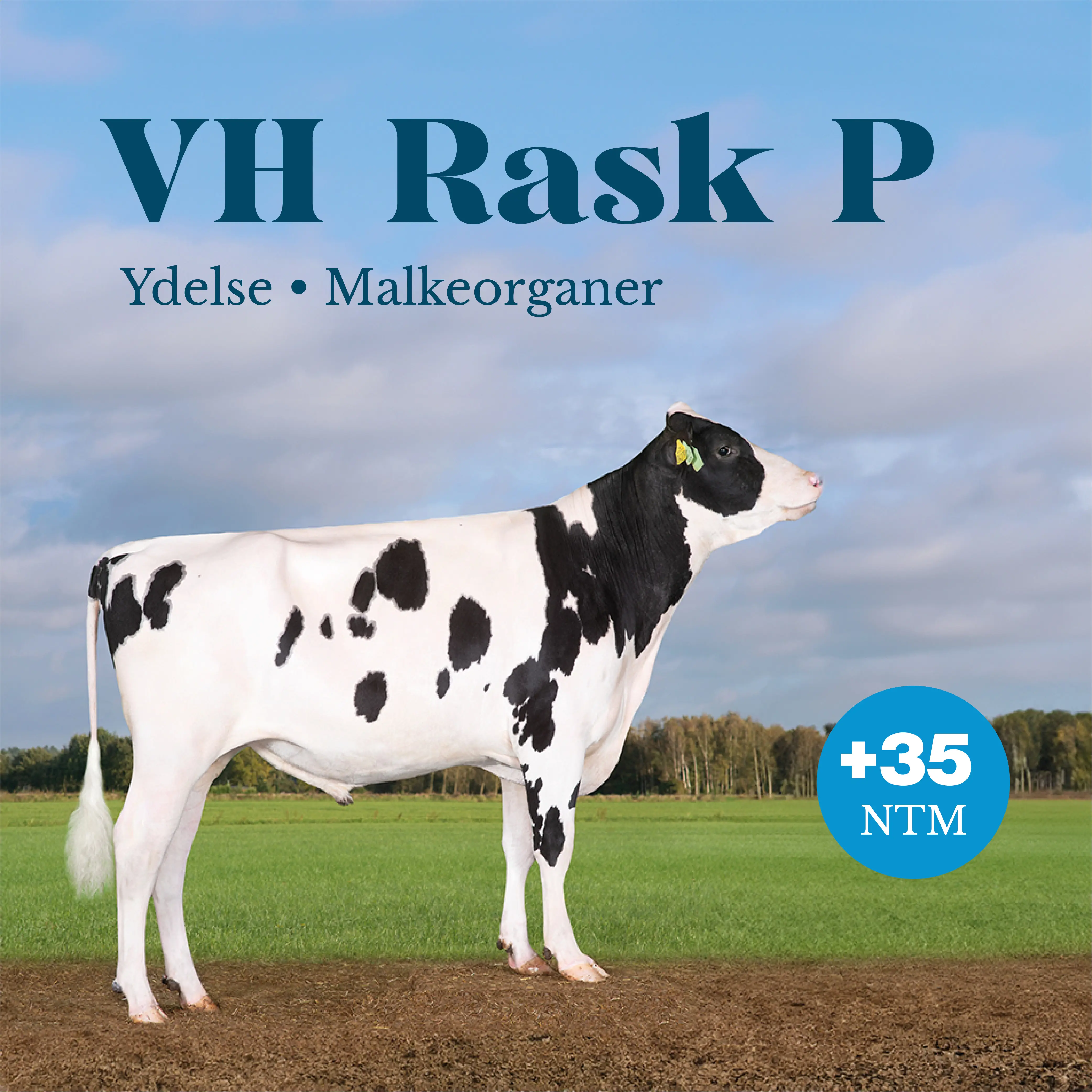 VH Rask P