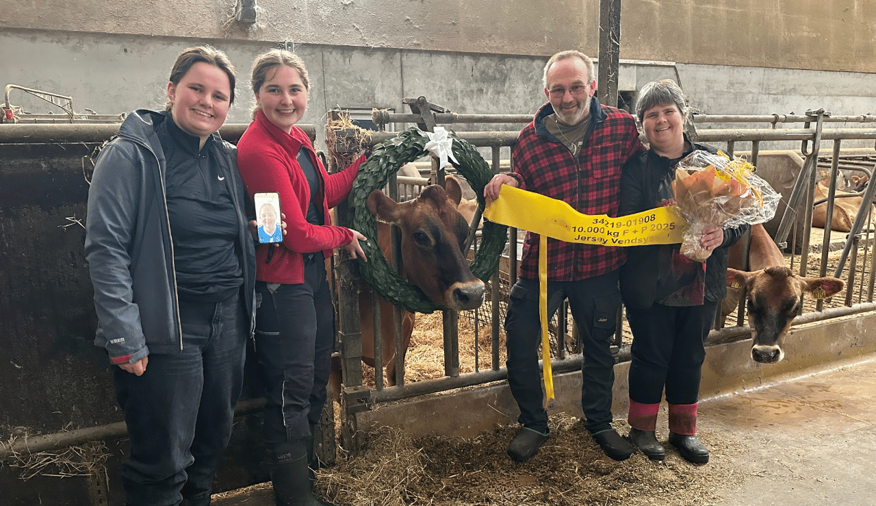 Ko Nr. 1908 Hos Tjerk Veenstra Hædret For 10.000 Kg Fedt Og Protein