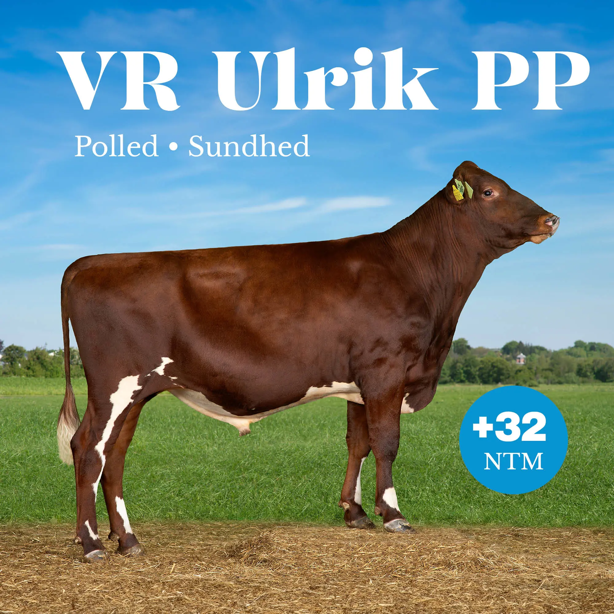 VR Ulrik PP