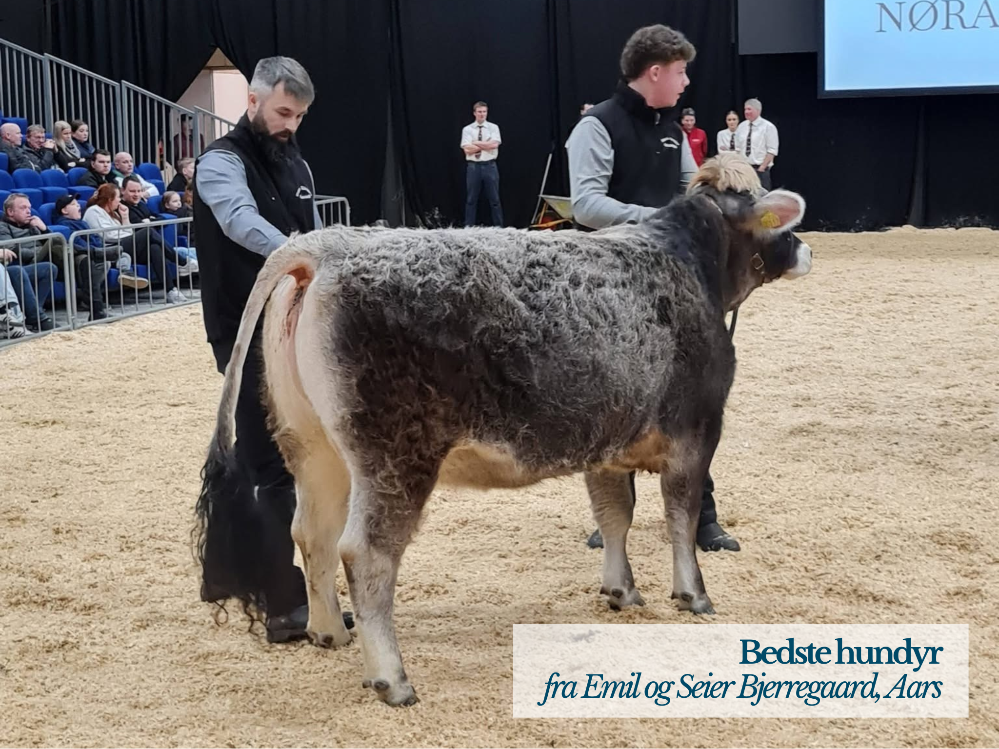 Bedste Hundyr Kødkvægskuet 2026