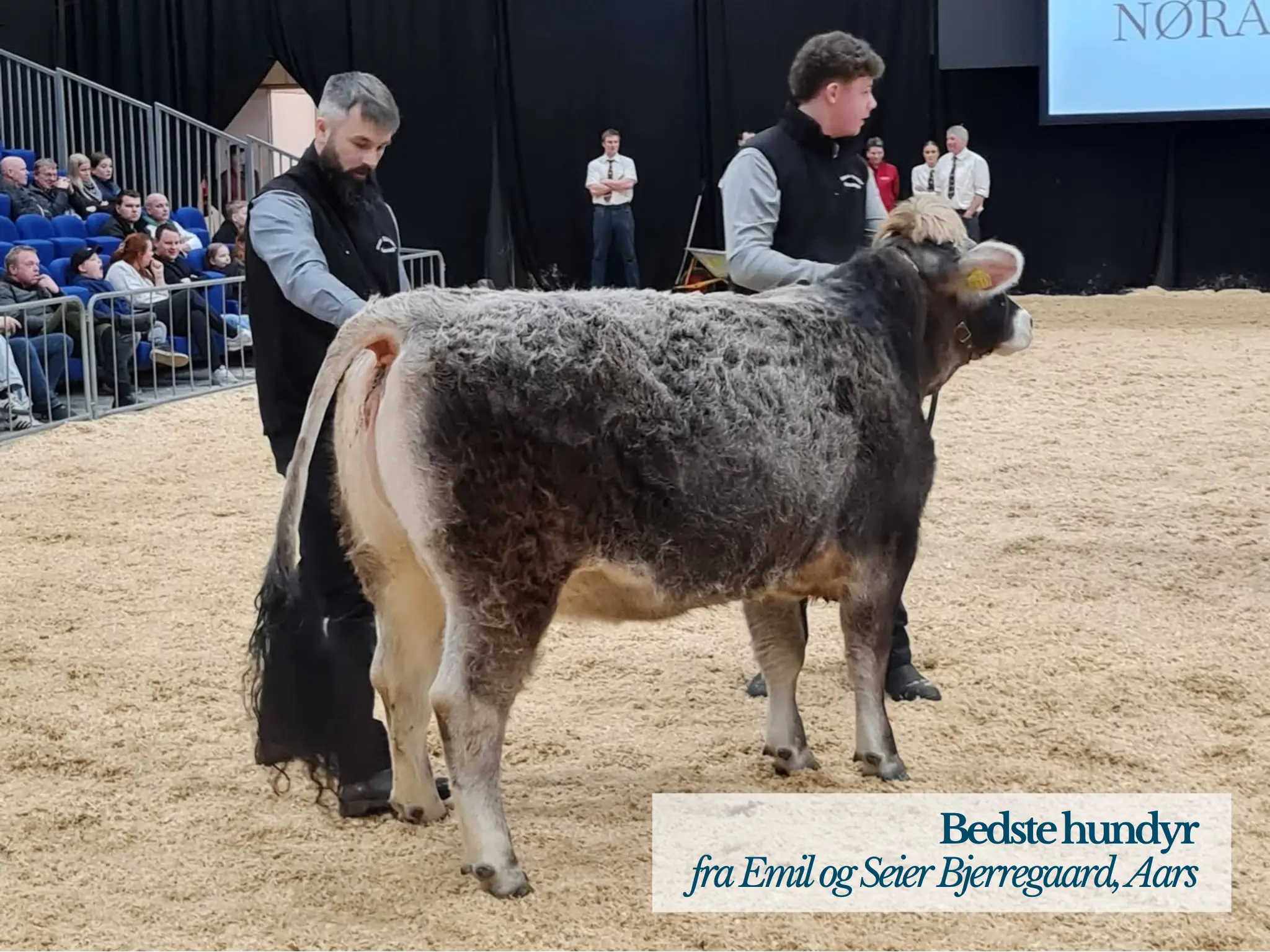 Bedste Hundyr Kødkvægskuet 2026