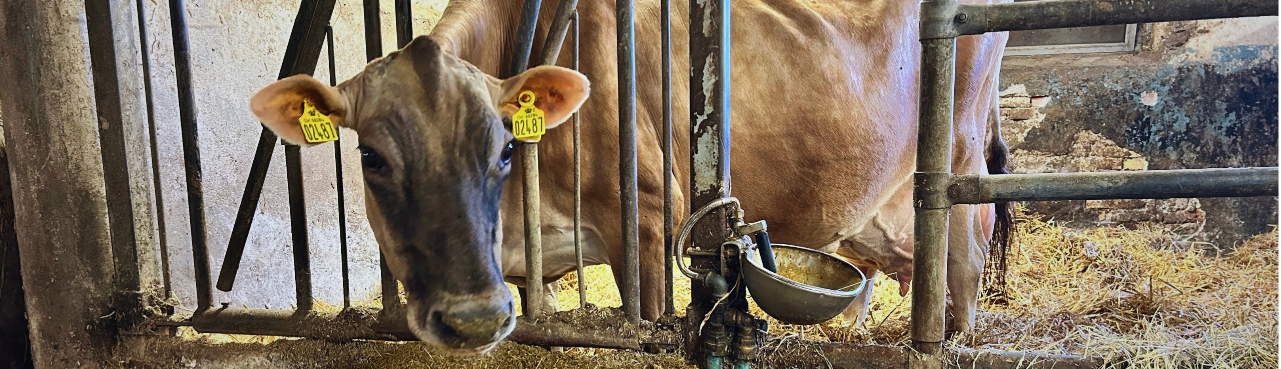 10.000 Kg F+P Hos Halkjær