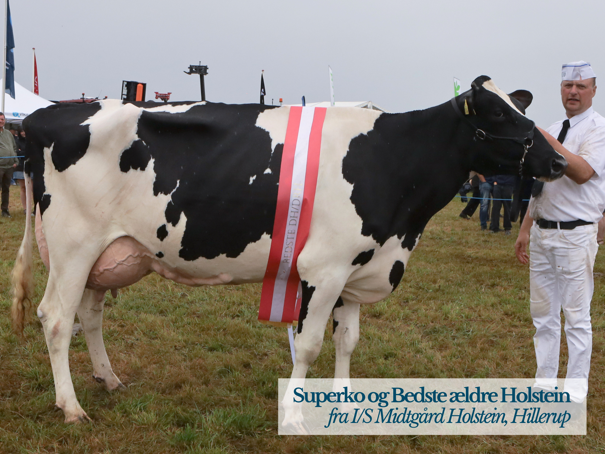 Superko Og Bedste Ældre Holstein Fra IS Midtgård Holstein, Hillerup