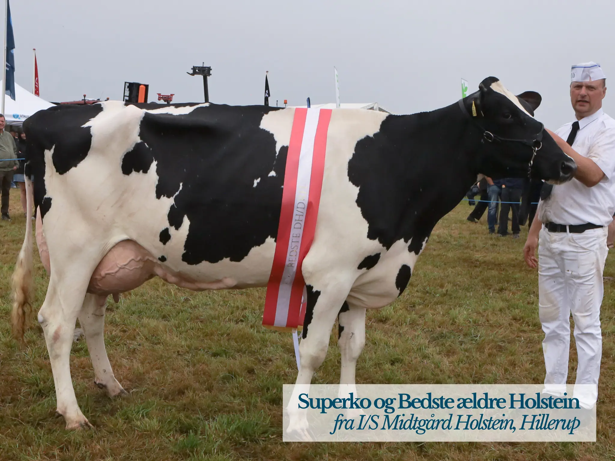 Superko Og Bedste Ældre Holstein Fra IS Midtgård Holstein, Hillerup